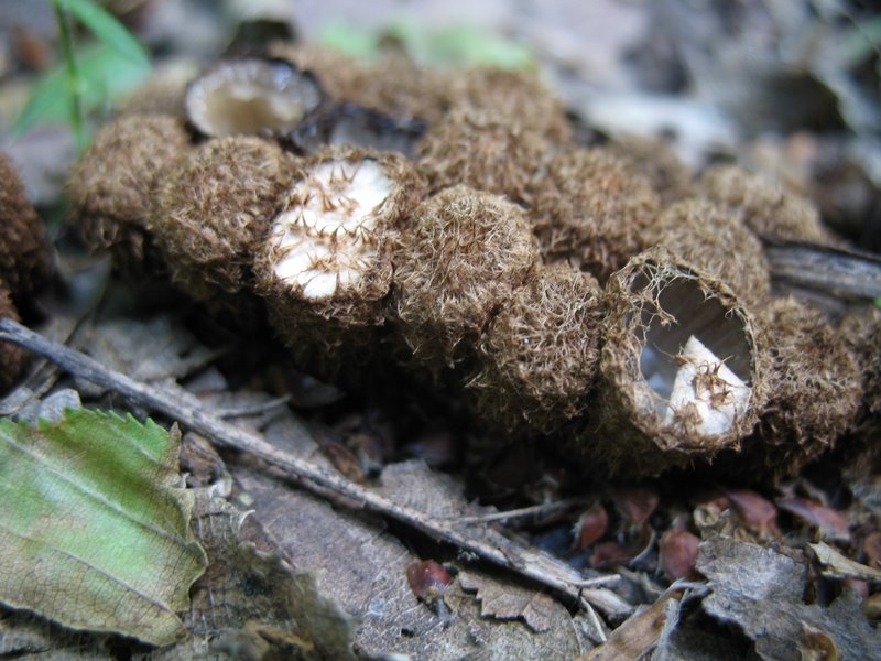 Cyathus striatus II